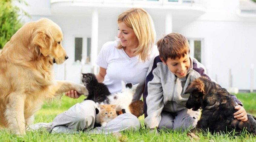 humanización perros y gatos