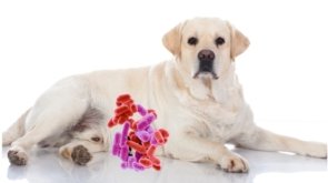 microbiota y perros