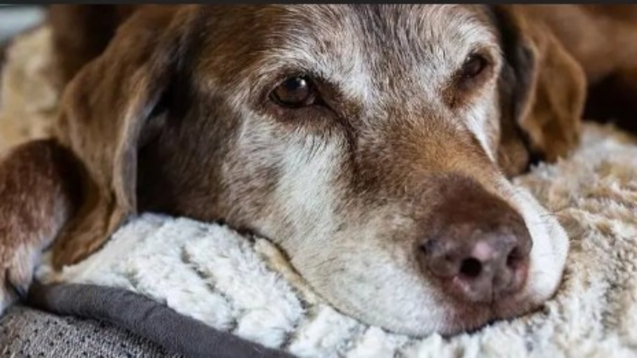 perros ancianos