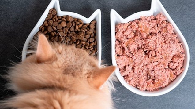 alimento humedo y seco para gatos