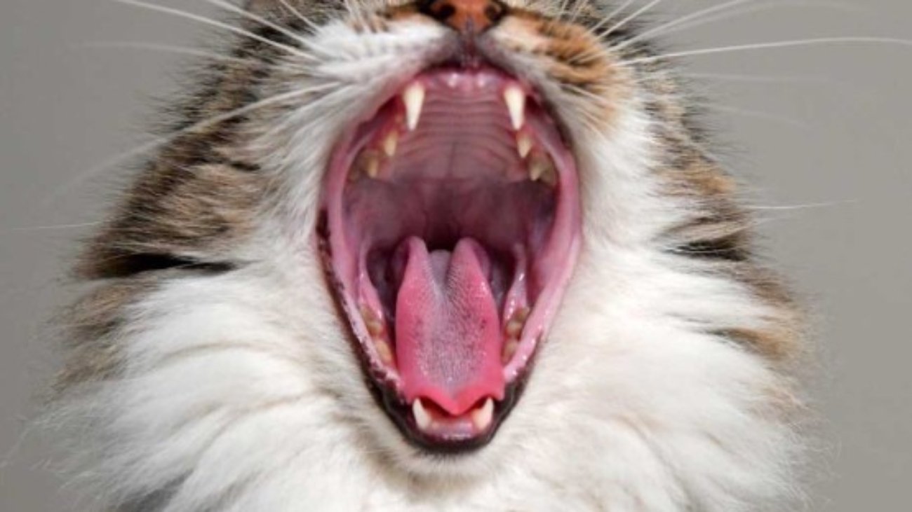 gato dientes