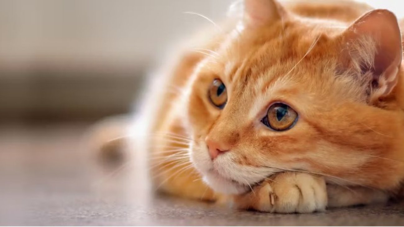 gatos senior e incontinencia