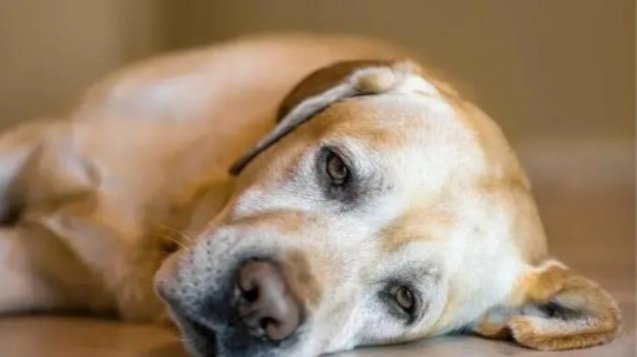 perros con depresion