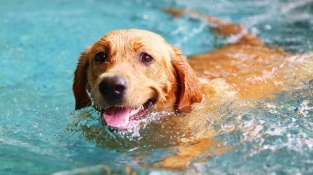 perros y agua y pisicina